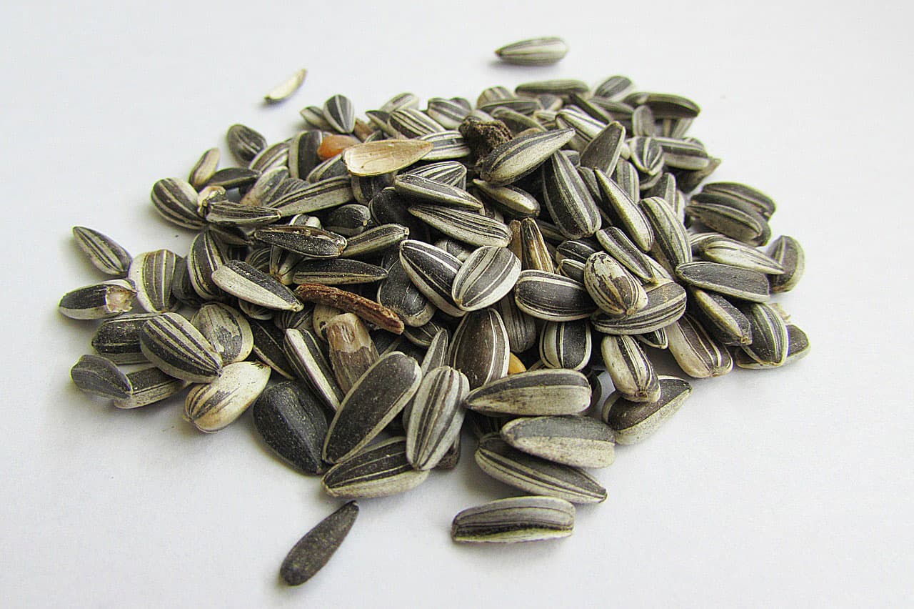 Sunflower Seeds